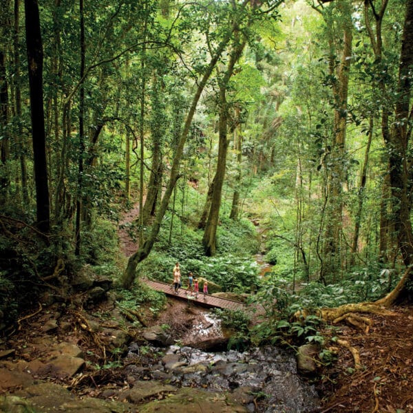 Bunya Mountains National Park, Queensland walk