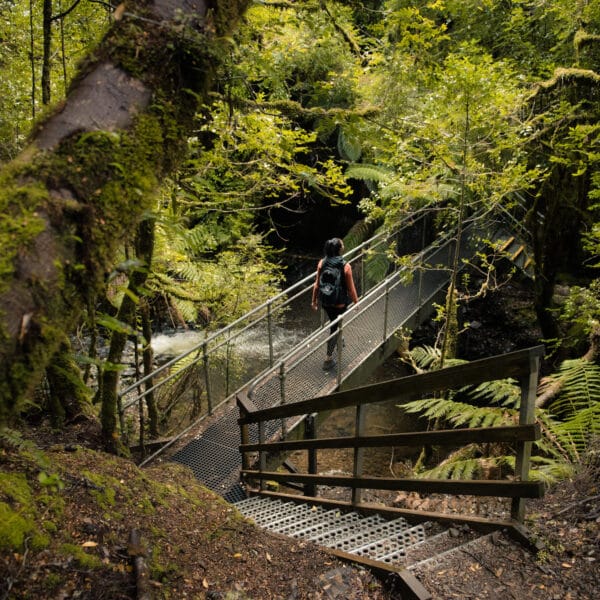 Philosopher Falls, Tasmania walk