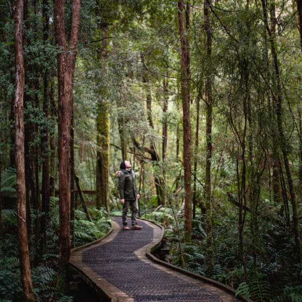 Huon Pine Walk, Tasmania walk