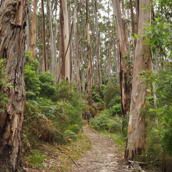 Elliot River, Victoria walk