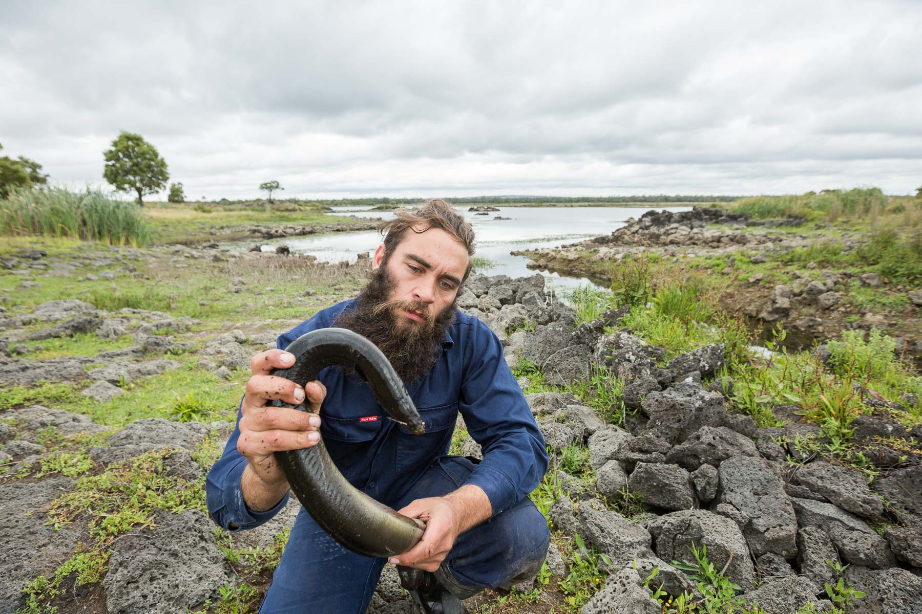 Budj Bim Ranger Aaron Morgan holding a short-finned eel at Lake Condah, IPA. Photo by Rodney Dekker