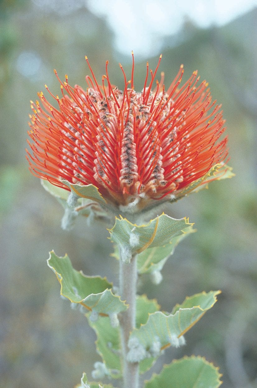 Bluff Knoll, Western Australia walk