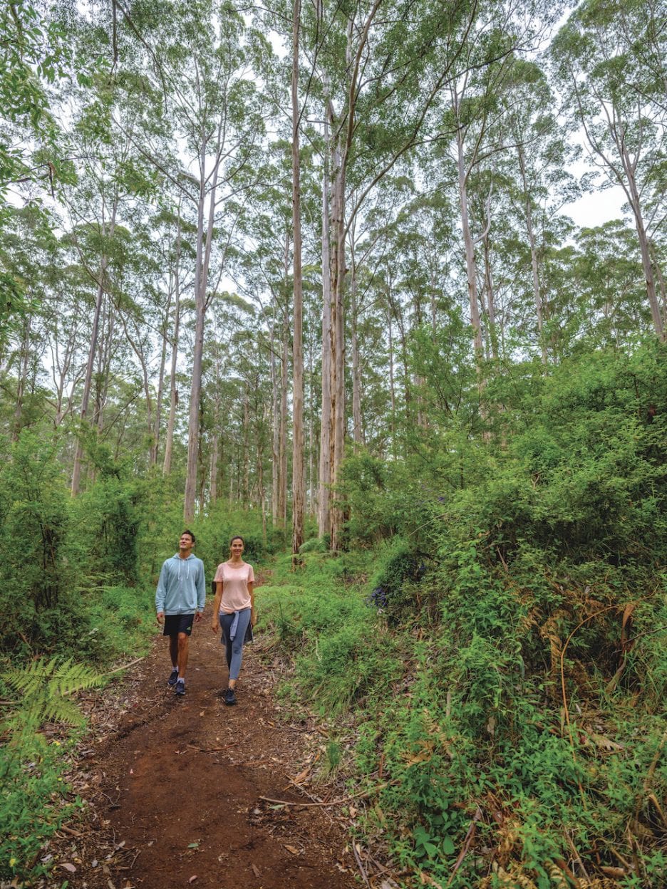 Gloucester Tree, Western Australia walk