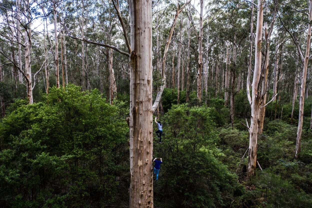Gloucester Tree, Western Australia walk