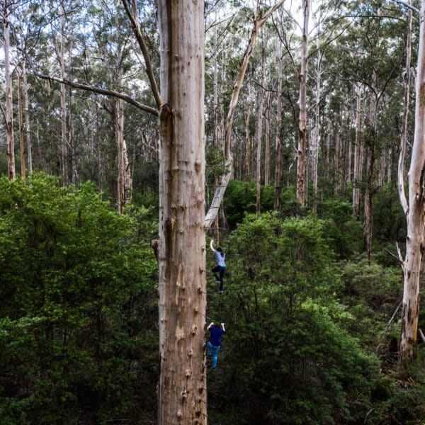 Gloucester Tree, Western Australia walk