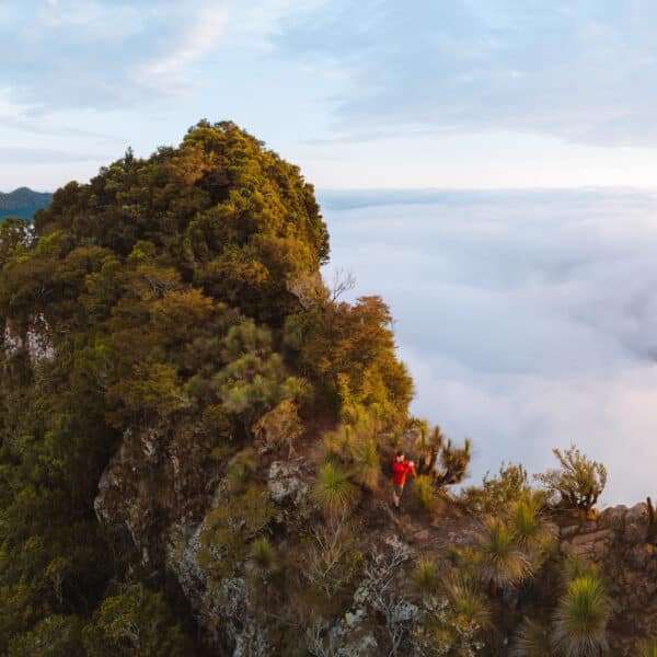 Mt Mitchell Trail, Queensland walk