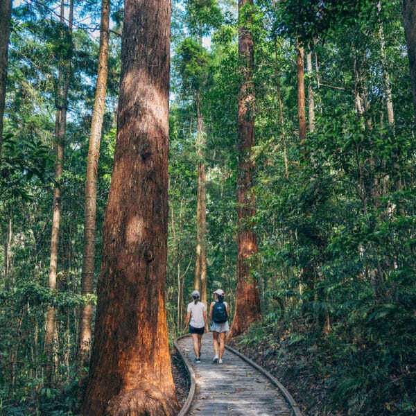 Kondalilla Falls, Queensland, walk