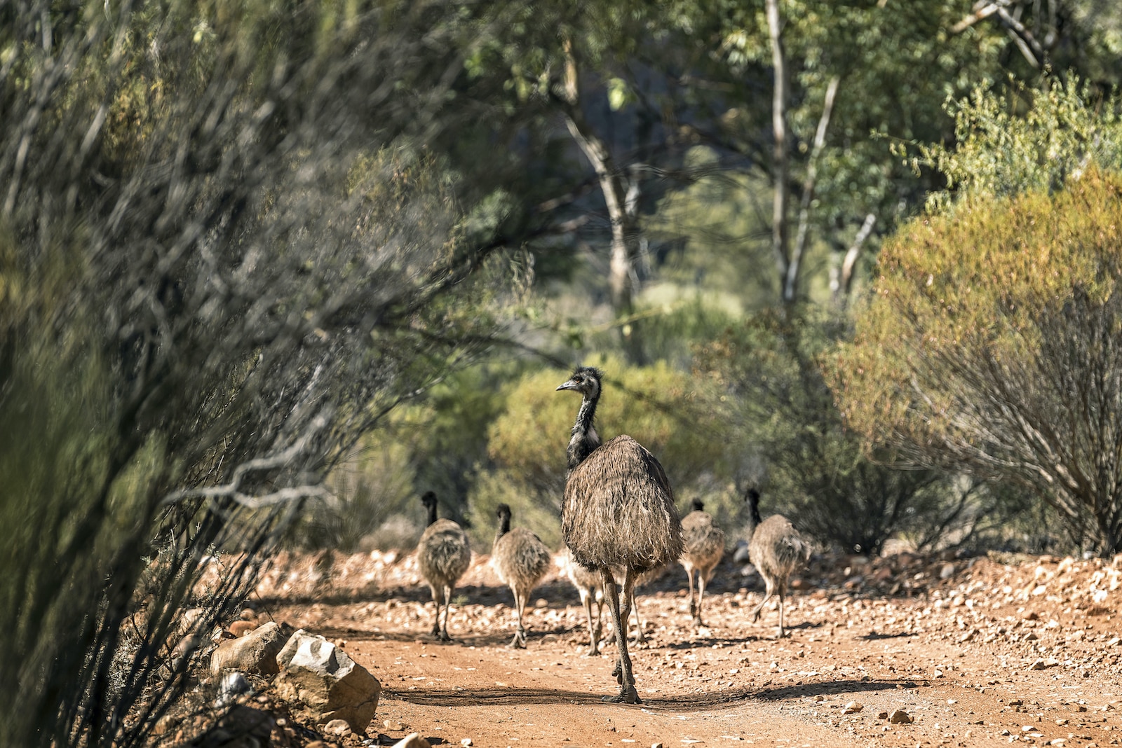The work of the rangers caring for the Nantawarrina Indigenous Protected Area supports a variety of iconic Australian animals. Credit Annette Ruzika and Country Needs People.