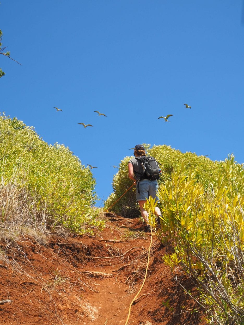 Norfolk Island walk