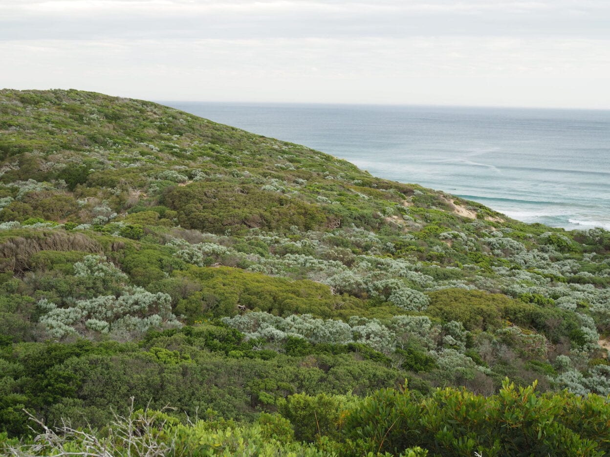 Farnsworth Track, Victoria walk