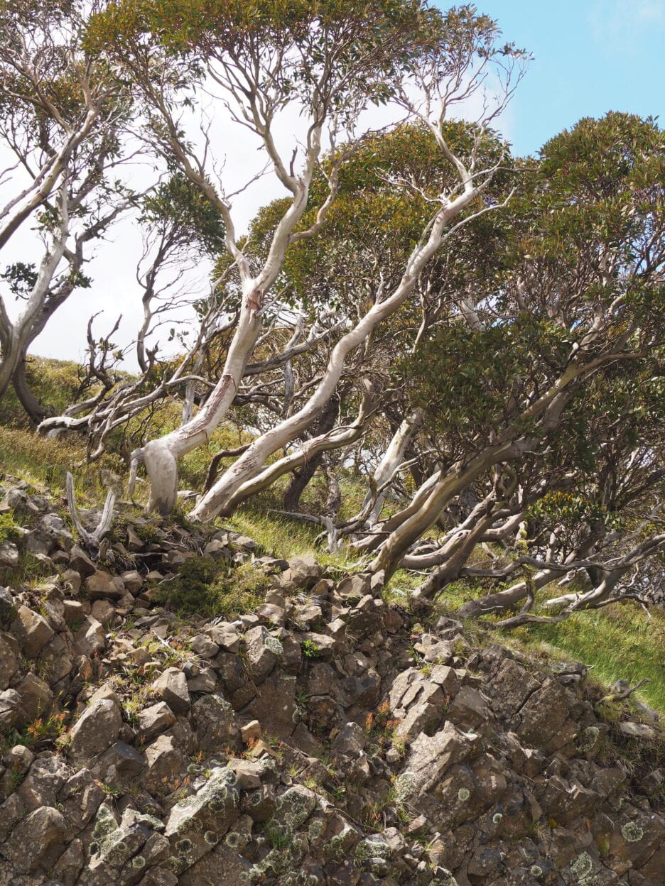 Mt Hotham Village Trails, Victoria 