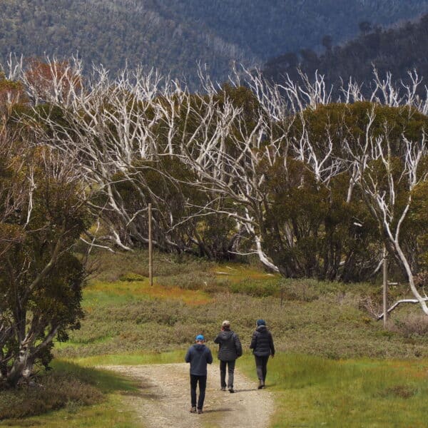 Mt Hotham Village Trails, Victoria