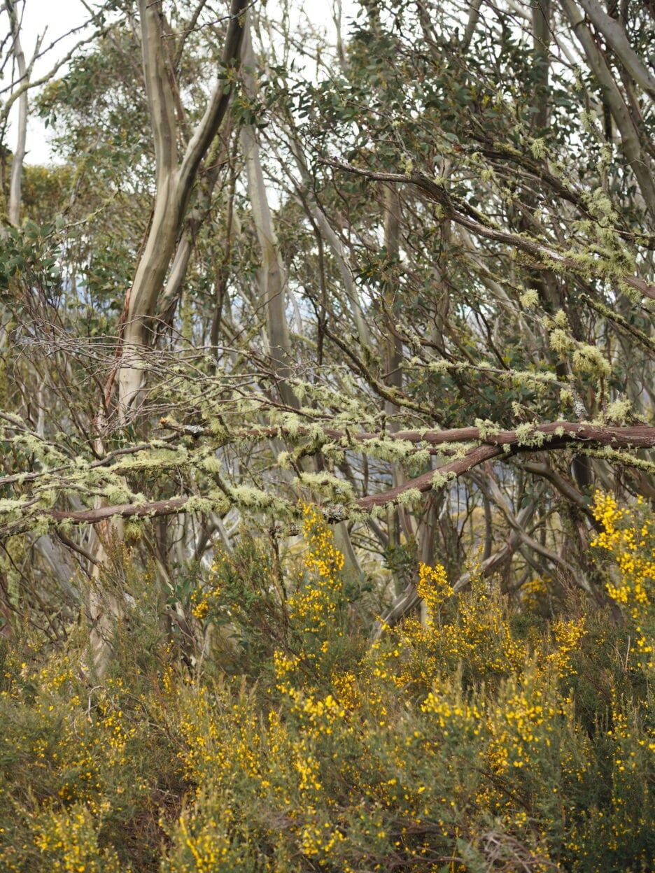 Mt Hotham Village Trails, Victoria 