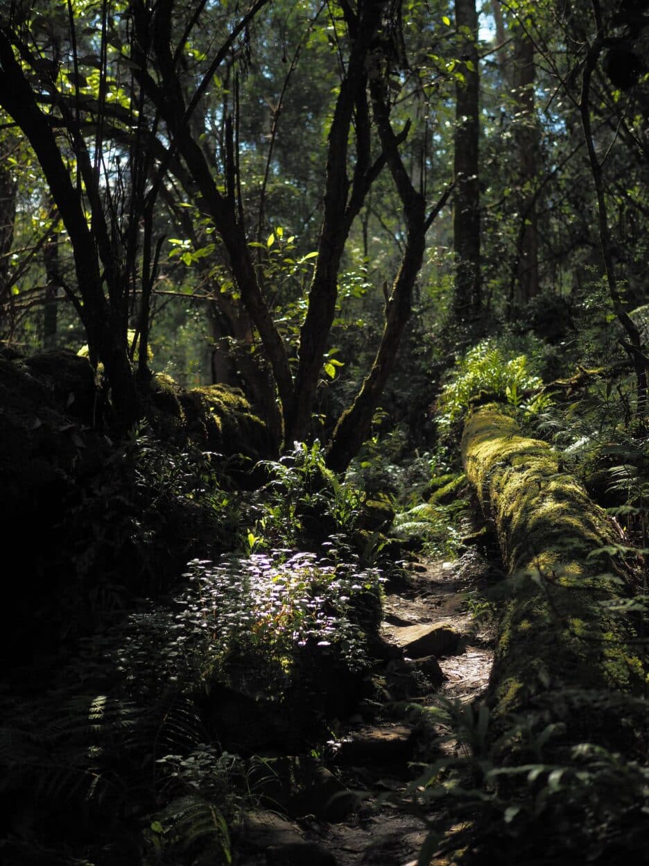 Three Falls Circuit, Victoria walk