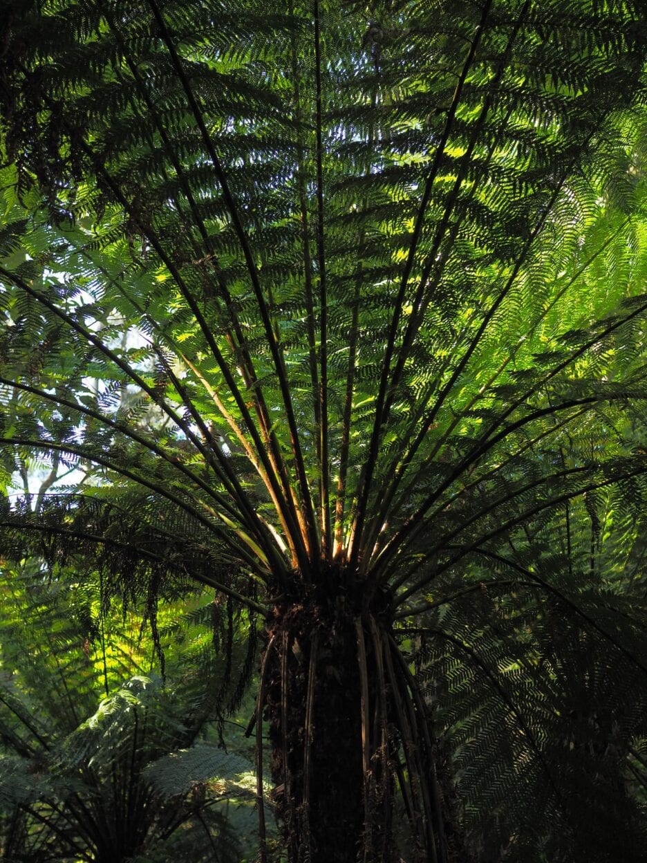 Three Falls Circuit, Victoria walk