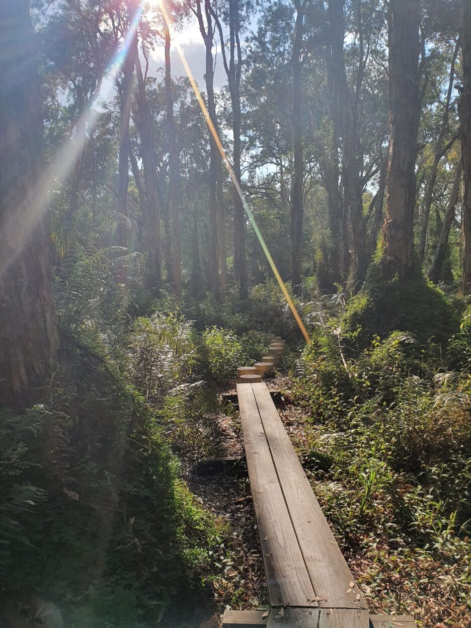 Paperbark Walk, Queensland