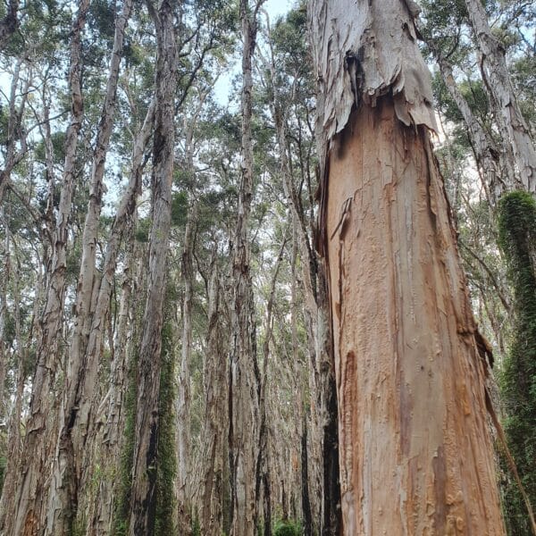 Paperbark Walk, Queensland