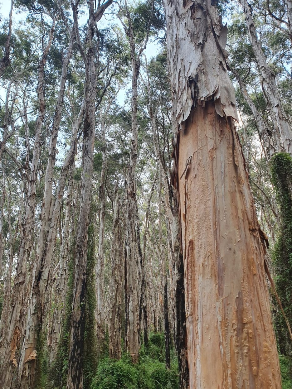 Paperbark Walk, Queensland