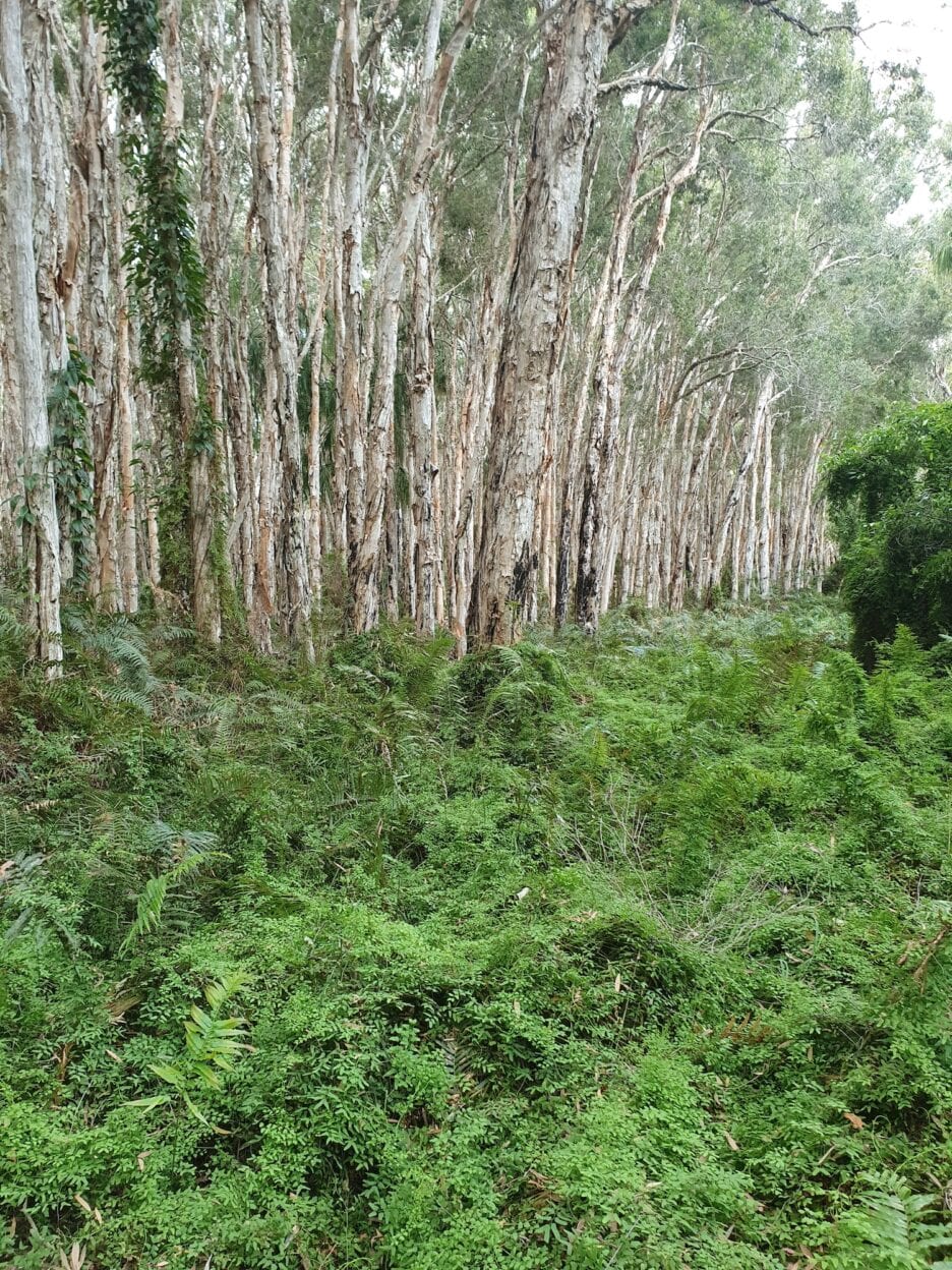 Paperbark Walk, Queensland