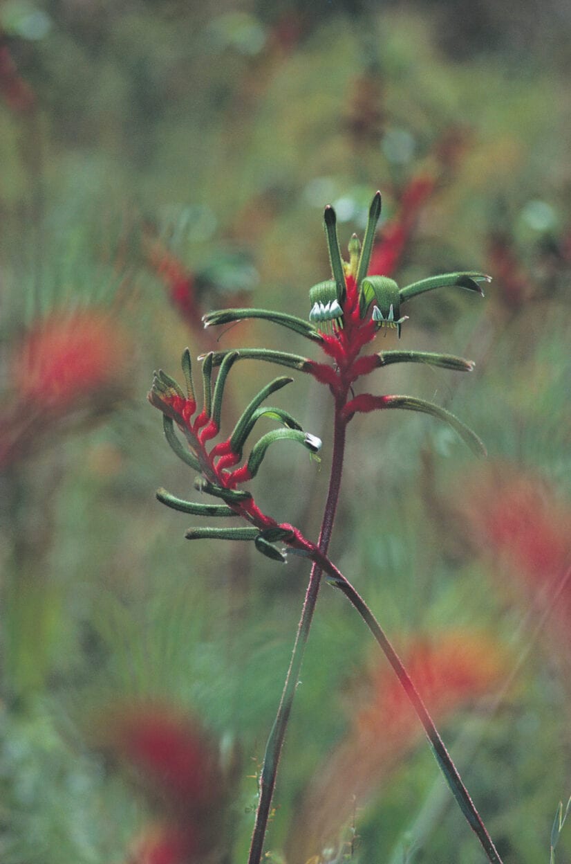 Boodja Gnarning Walk, Western Australia