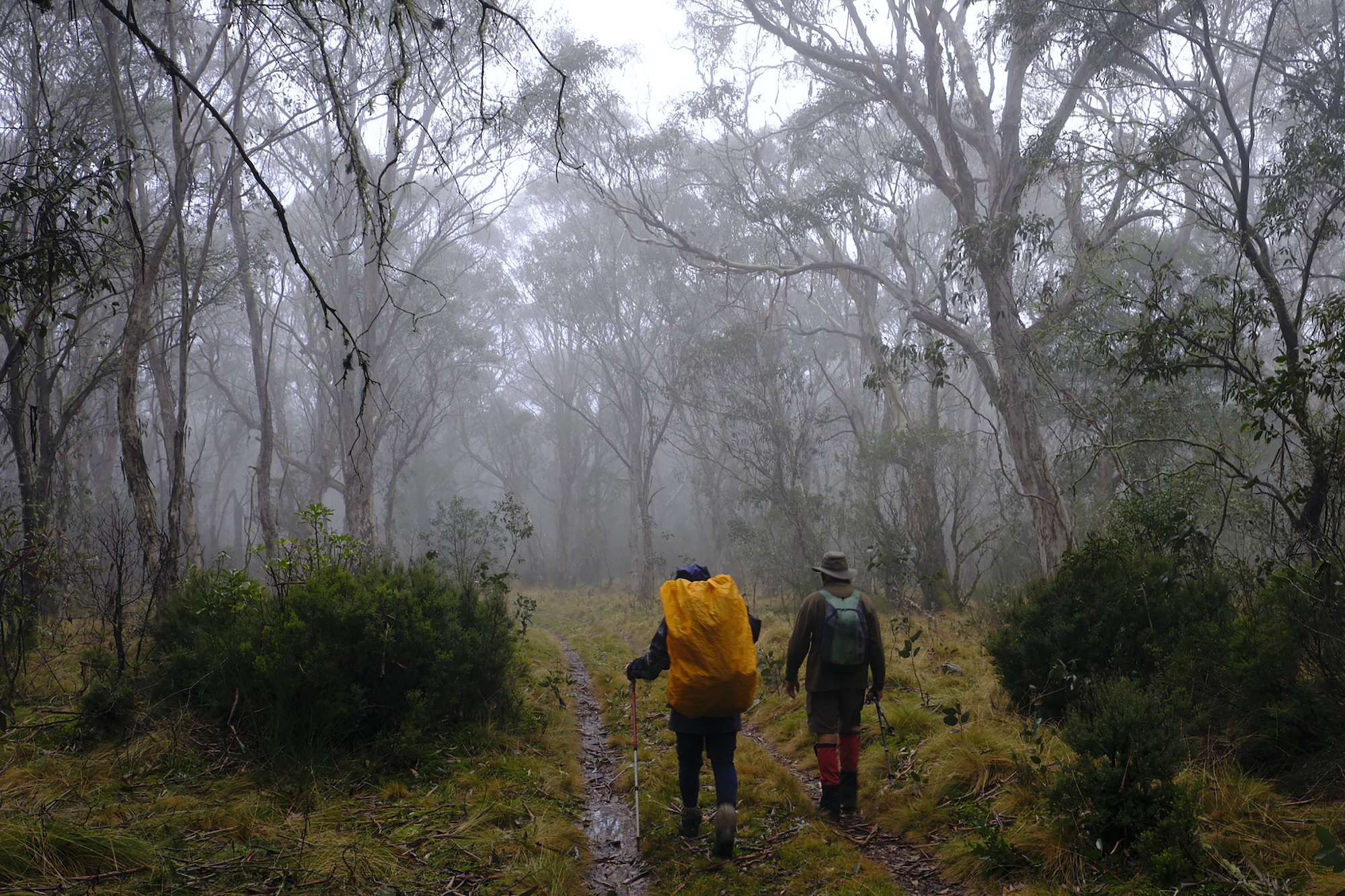 Barrington Tops, New South Wales. Walkers Journal