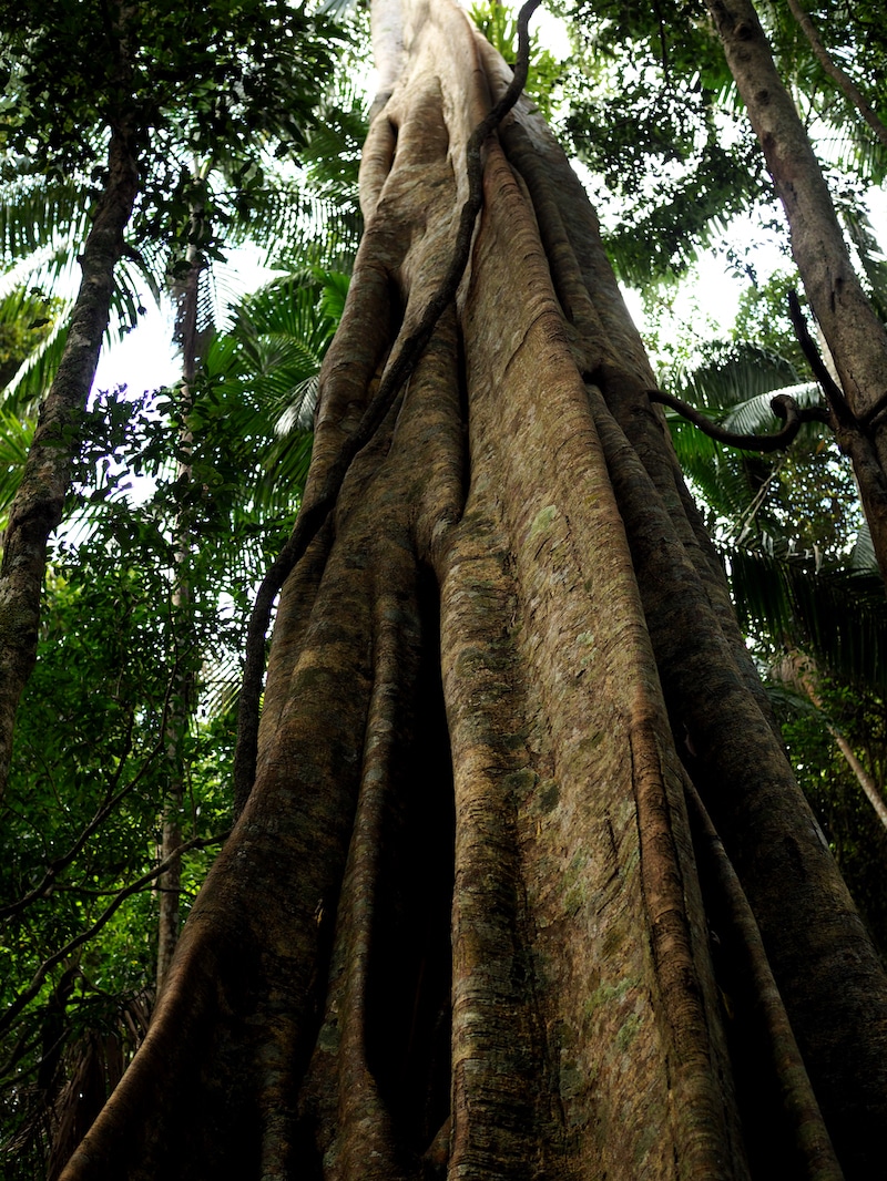 Mapleton Falls, Queensland walk