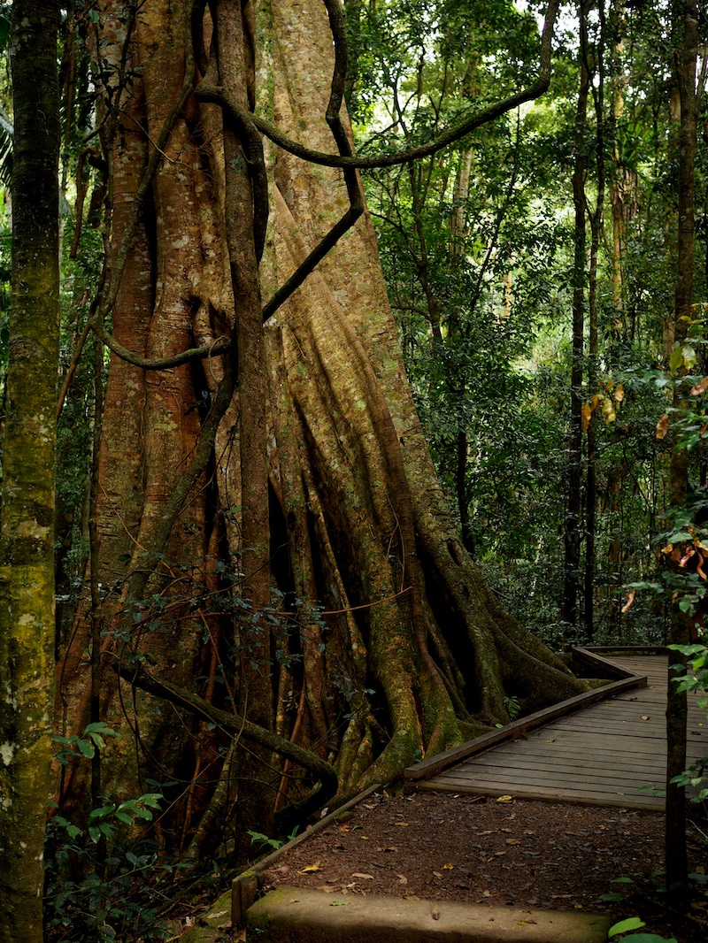 Mapleton Falls, Queensland walk