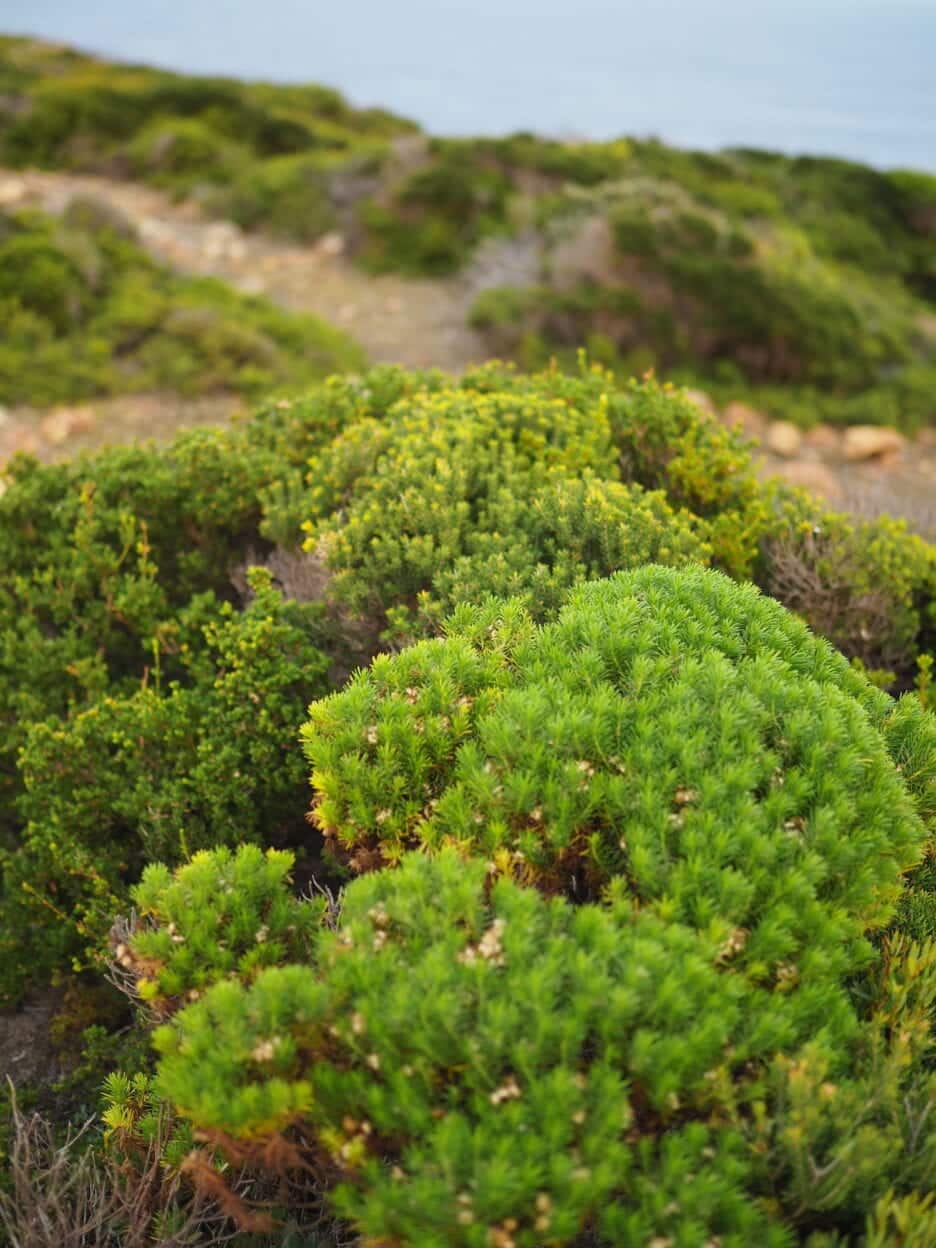 Copperhead Trail, King Island