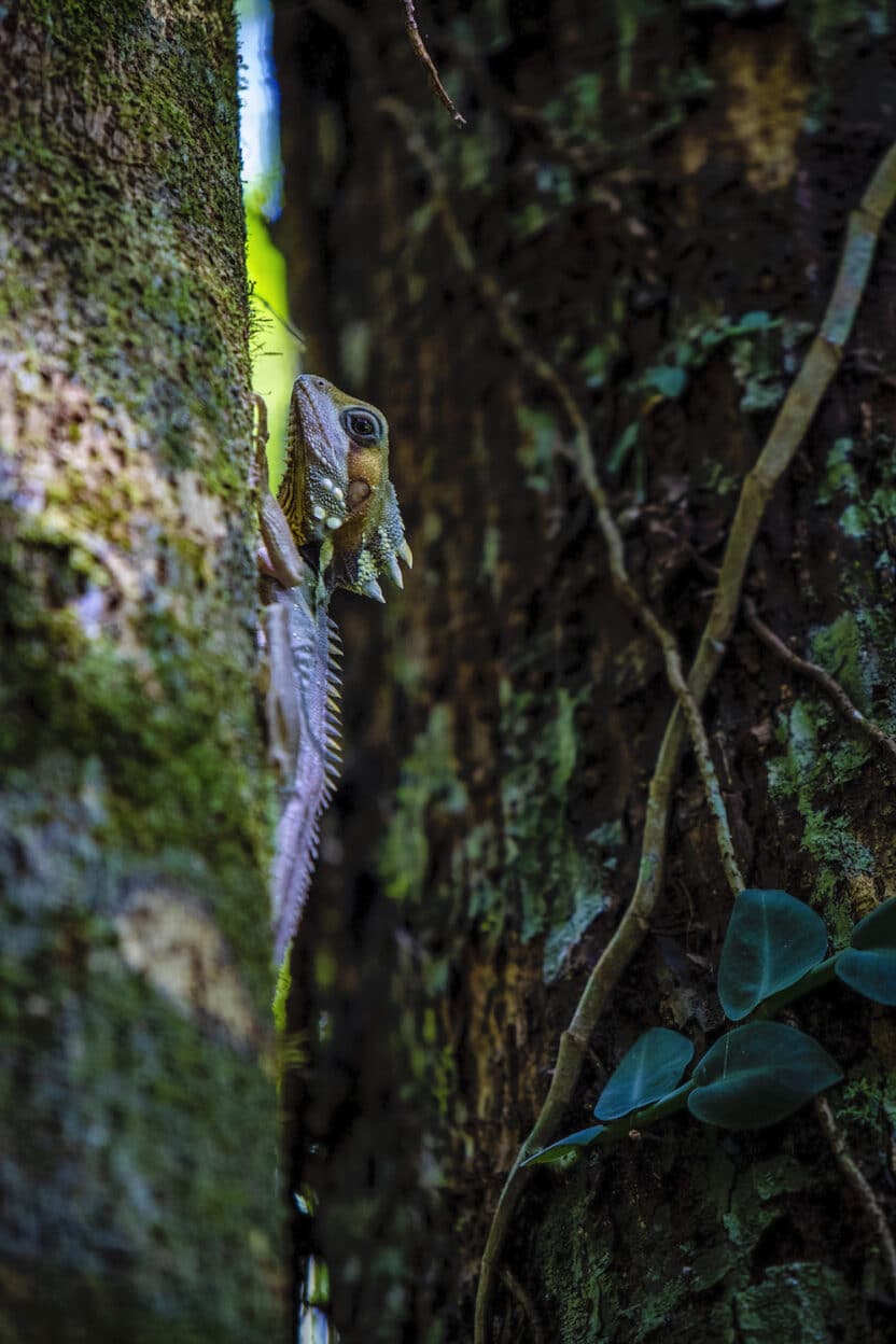 Mossman Gorge, Queensland