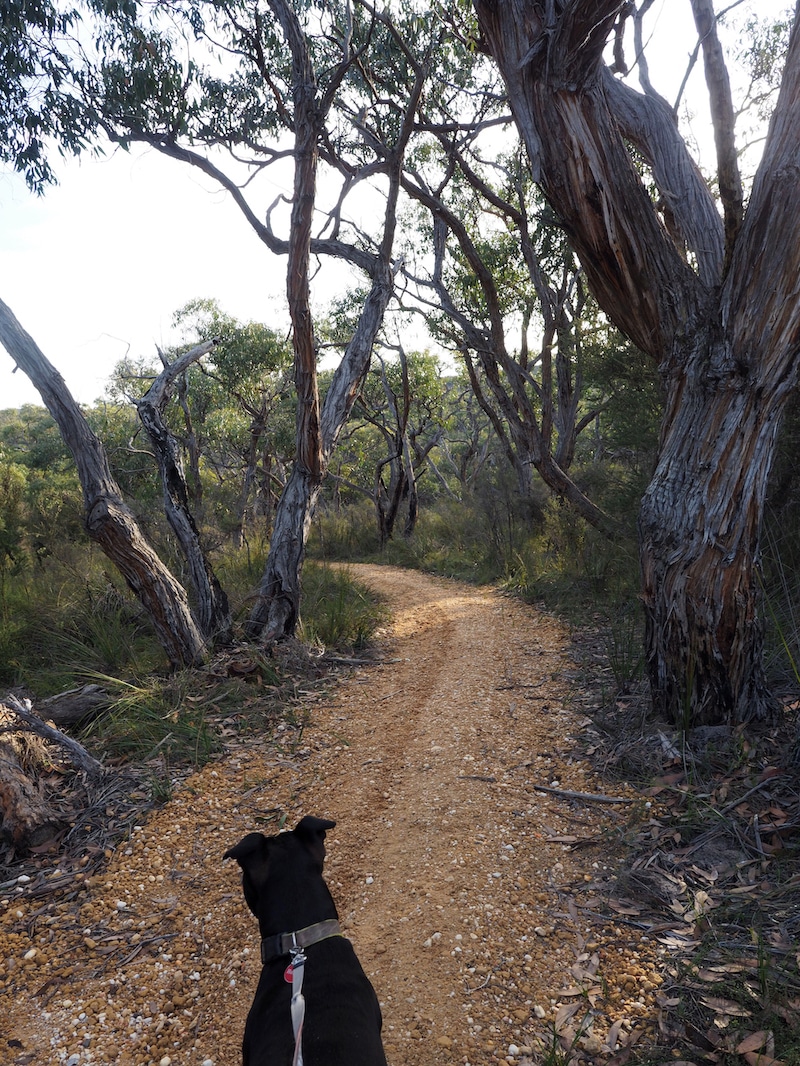 Yan wirring mirr Loop, Victoria