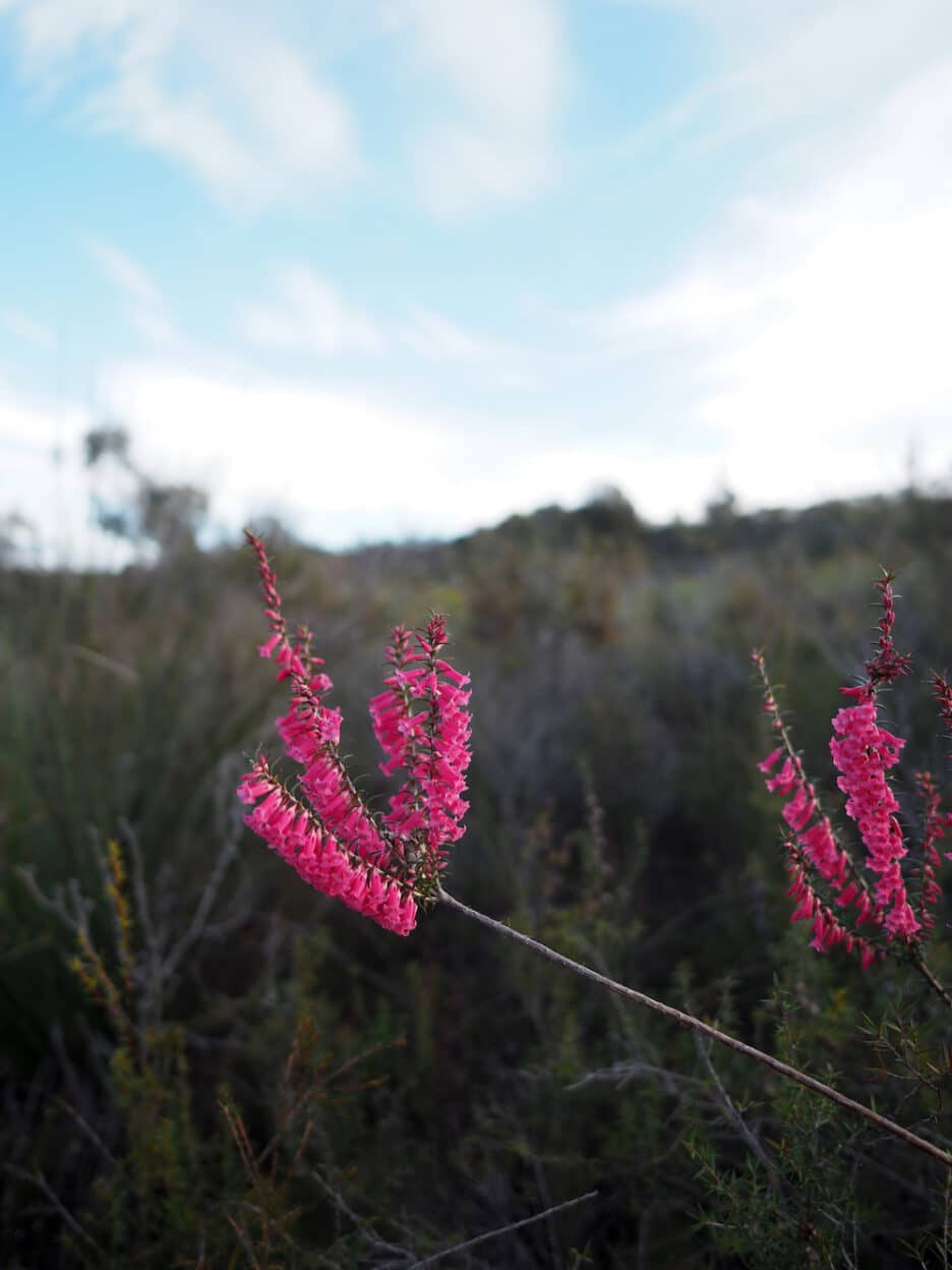 Yan wirring mirr Loop, Victoria