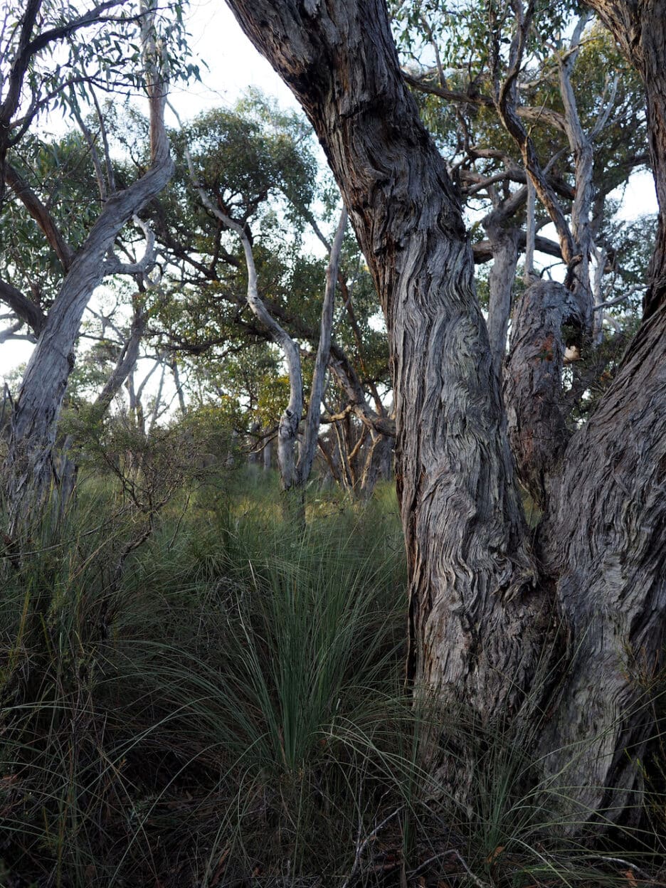 Yan wirring mirr Loop, Victoria