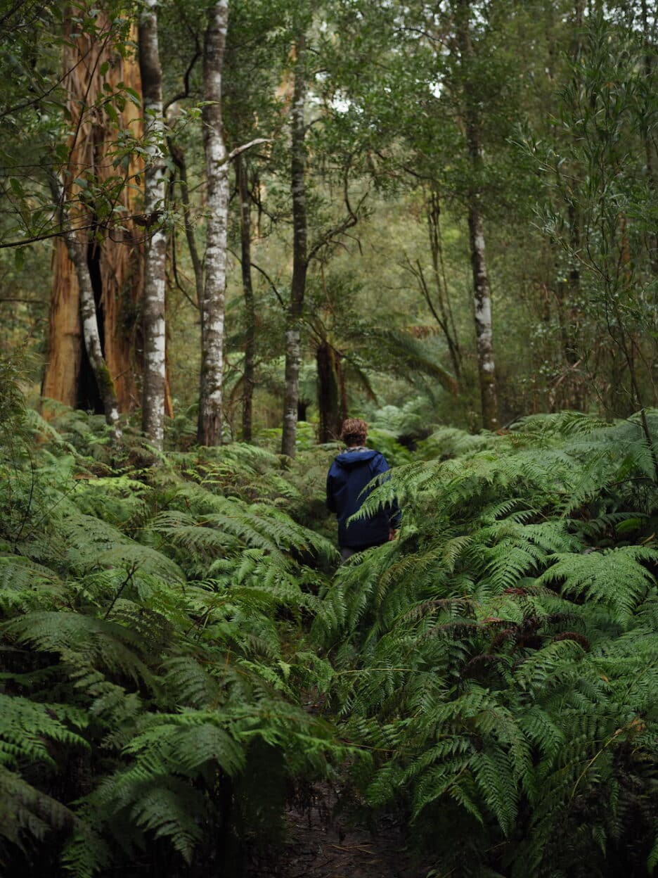 Erskine Falls, Victoria