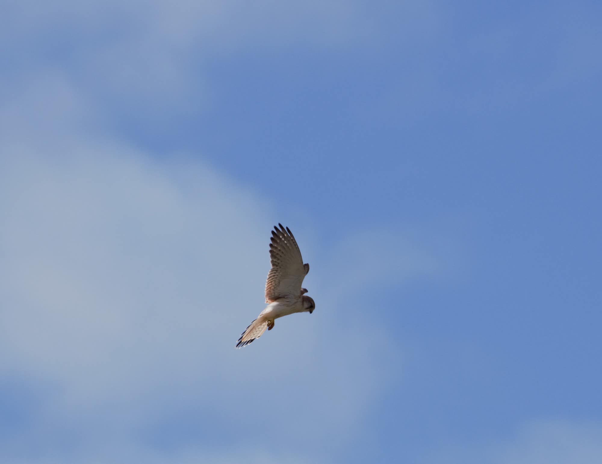 Kestrel hovering Taylor Headland credit