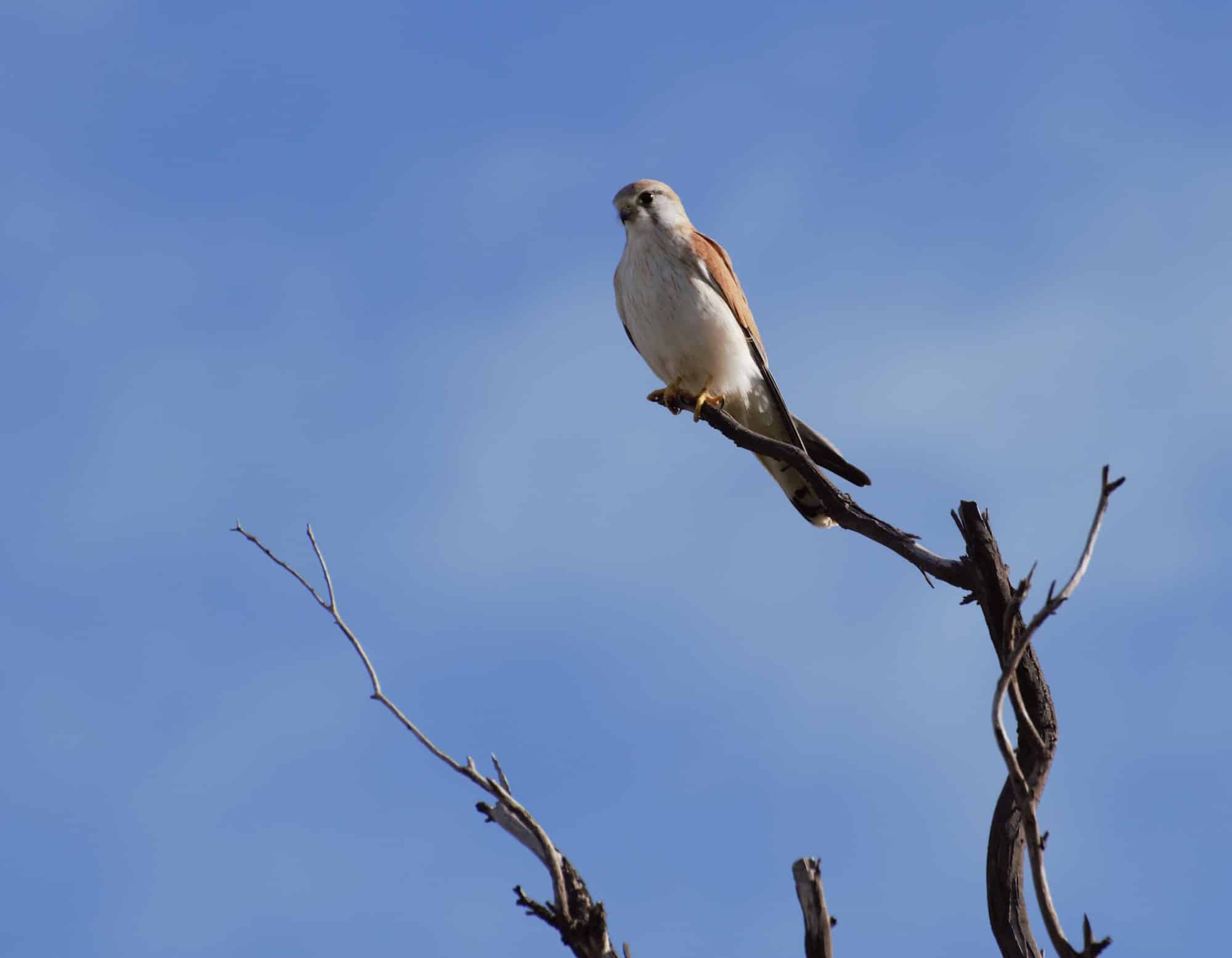 Kestrel perched Taylor Headland credit