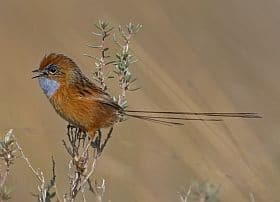 Southern Emu-wren Birdlife Australia