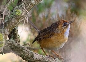 Southern Emu-wren Birdlife Australia