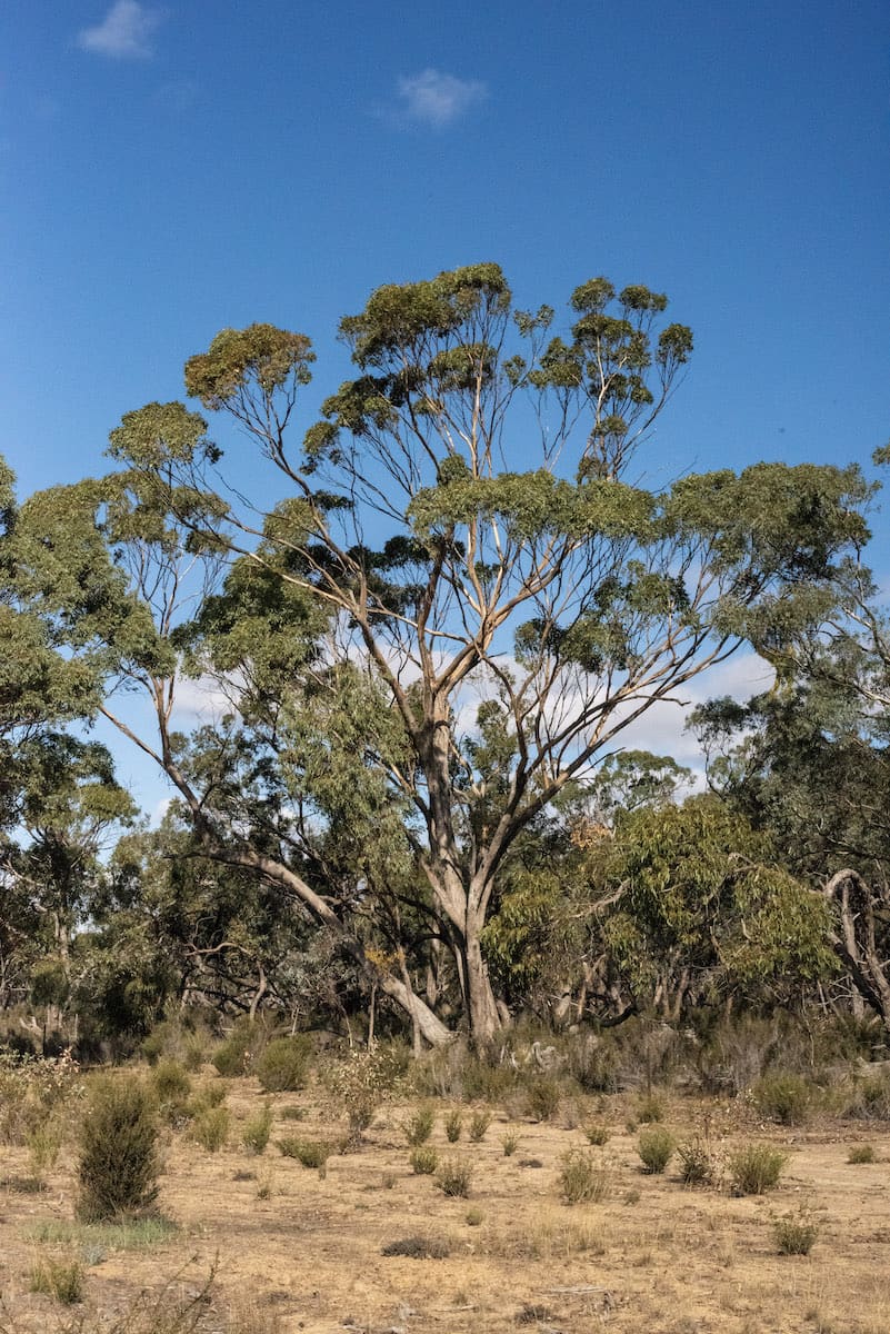 John Douglas Reserve | Photo courtesy of Bush Heritage Australia