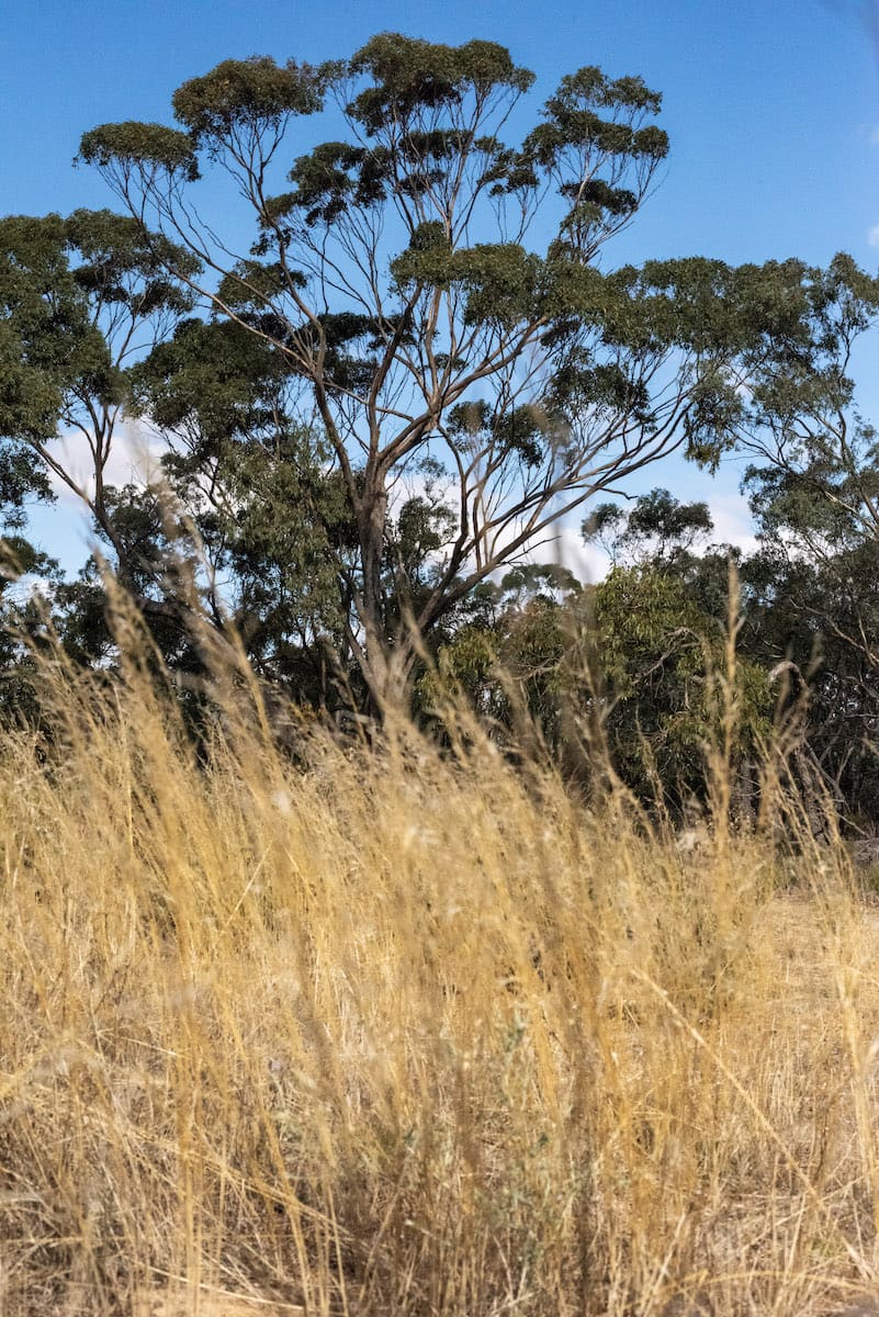 John Douglas Reserve | Photo courtesy of Bush Heritage Australia