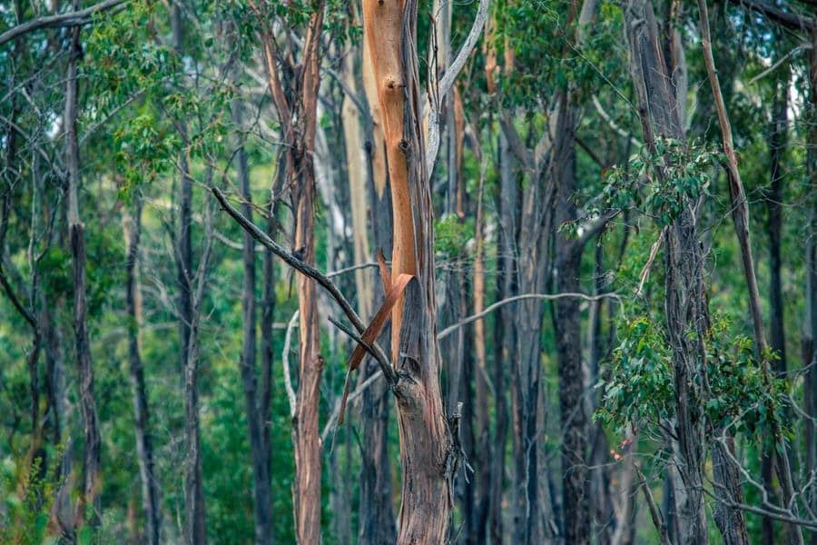 Tasmanian Land Conservancy | Photo Andy Townsend