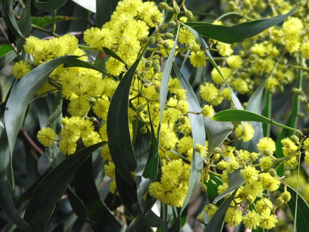 Acacia pycnantha Golden Wattle Credit Melburnian