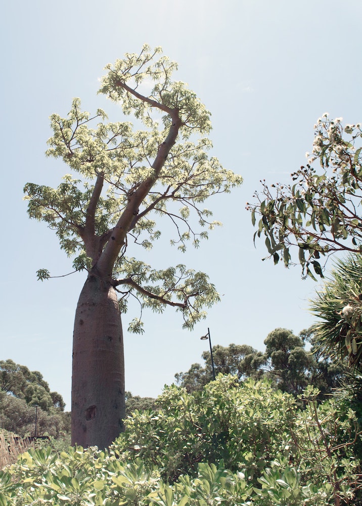 Aus Boab Adansonia gregorii