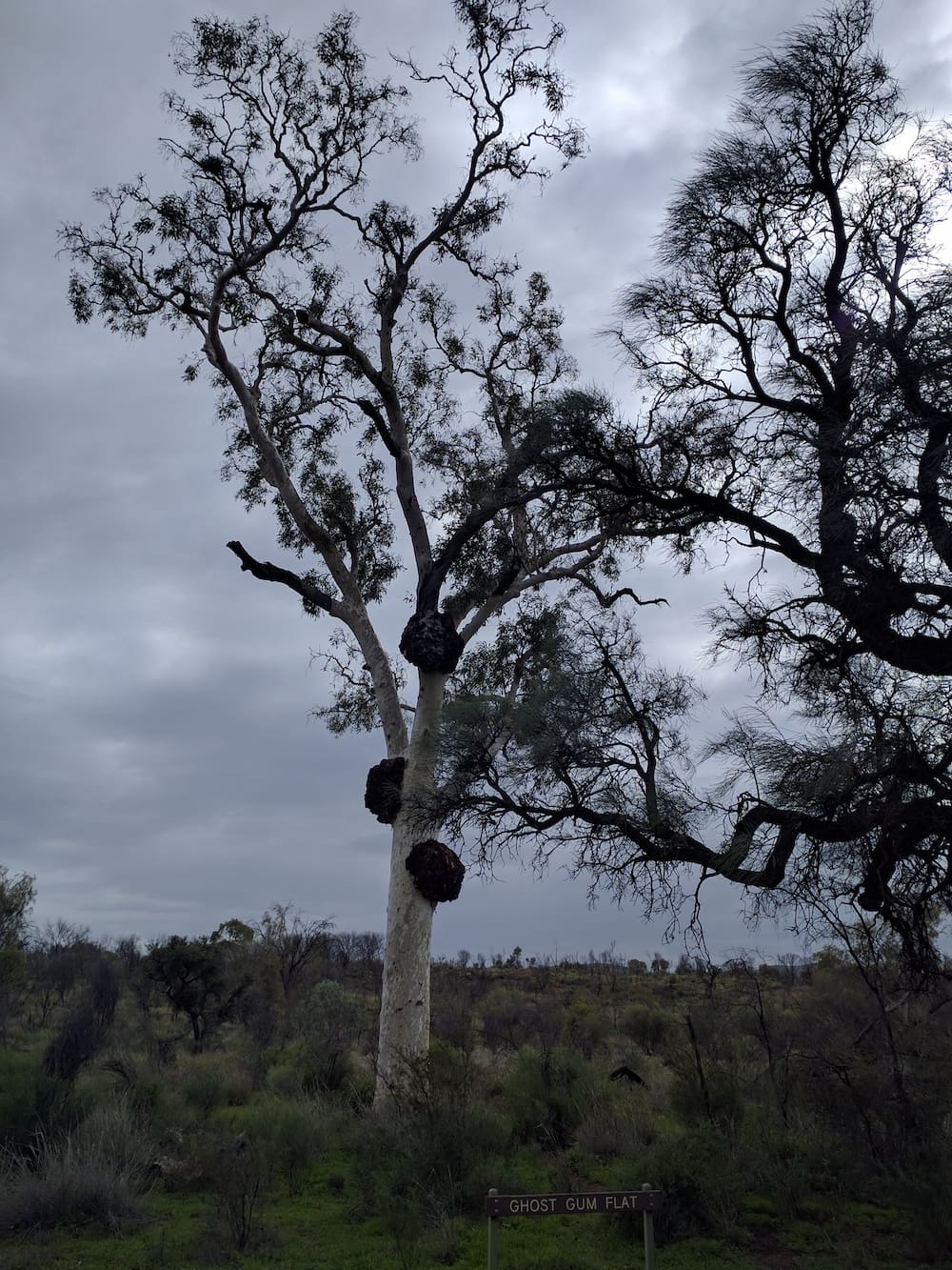 Ghost Gum Larapinta Track Claire Gilder