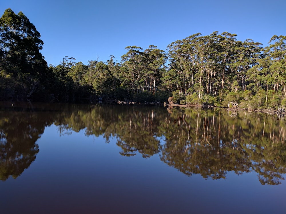 Karri trees Bibbulmun track Claire Gilder