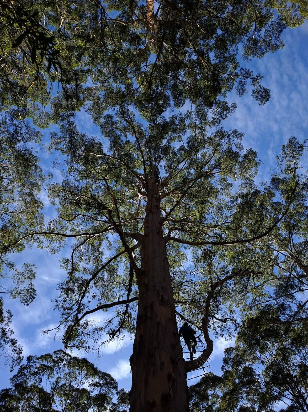 Karri trees Bibbulmun track Claire Gilder