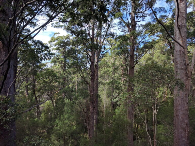 Wattle Be Australia’s Top Tree? | Walkers Journal