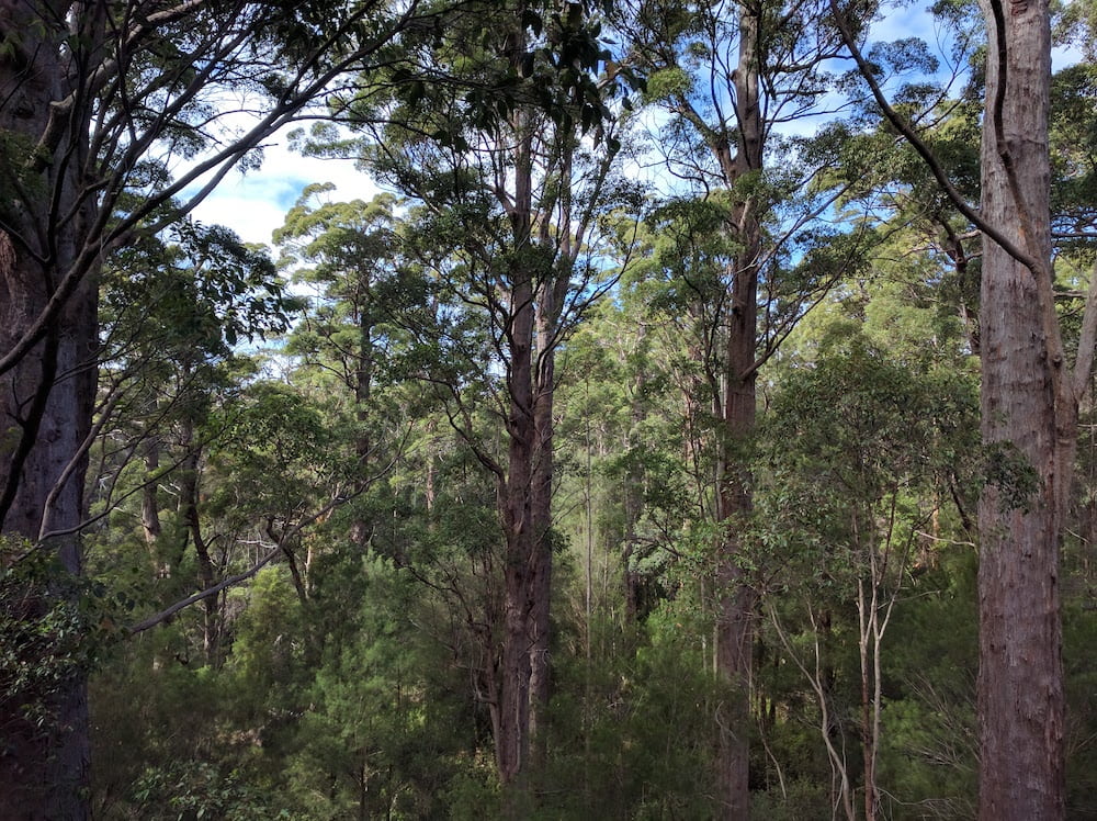 Karri trees Bibbulmun track Claire Gilder