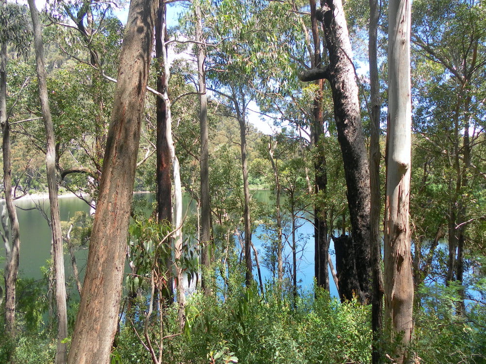 Mountain Ash Lake Tali Karng Claire Gilder