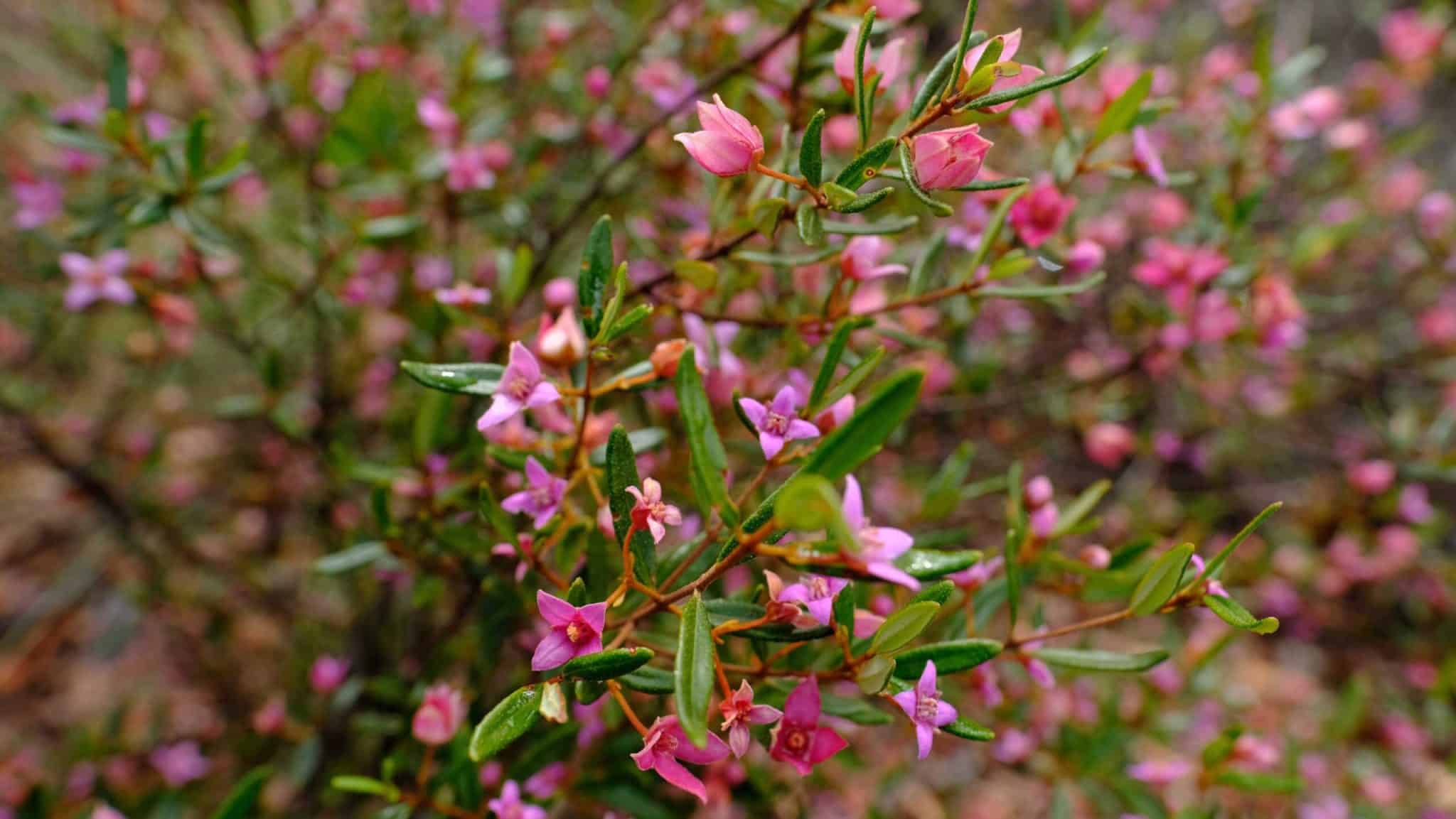 Muogamarra Nature Reserve flowers 2_ Elinor Sheargold_DPE