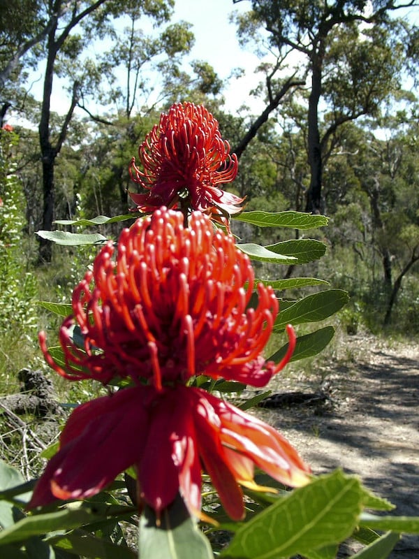 Waratah, Telopea speciosissima, Muogamarra Nature Reseve